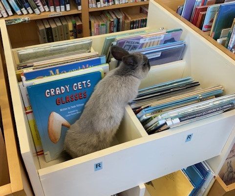 Bunny named Bunny Bear in a book bin at the library